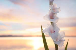 Beautiful white gladiolus flowers against river at sunset, space for text. Nature healing power