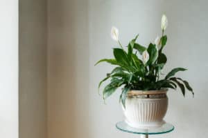Peace lily planter 