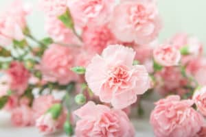 Beautiful Pink carnation bouquet on white background, gift card, holiday, good mood