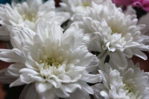 bouquet of chrysanthemums of different colors