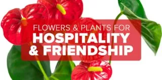 FM4-Bold—Hospitality-and-Friendship—Blog