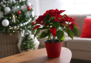 Beautiful poinsettia on wooden table indoors, space for text. Traditional Christmas flower